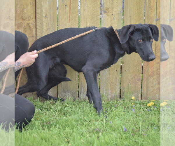 Medium Photo #3 Unknown-Weimaraner Mix Puppy For Sale in Huntley, IL, USA