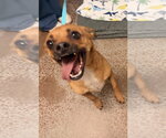 Small #1 Chihuahua