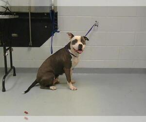 American Pit Bull Terrier Dogs for adoption in St. Cloud, FL, USA
