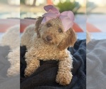 Small Photo #15 Goldendoodle mix (+ Poodle Miniature) Puppy For Sale in MENIFEE, CA, USA