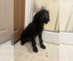 Labradoodle Puppy for sale in BREMEN, MN, USA