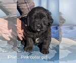 Puppy Puppy 8 Bernefie (pronounced burn-ah-fee)