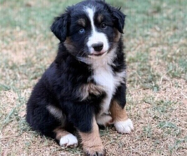 Medium Photo #3 Miniature Australian Shepherd Puppy For Sale in MIDLAND, TX, USA