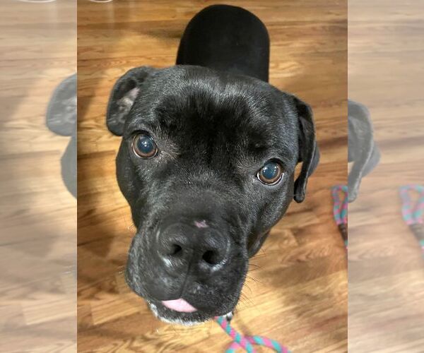 Medium Photo #6 Boxador Puppy For Sale in Boonton, NJ, USA