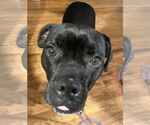 Small #5 Boxador