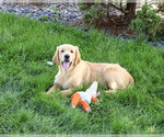 Georgie - Male Golden Retriever Puppy for Sale - Photo #4