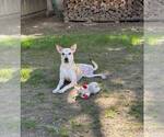 Small #3 Labrador Retriever-Shiba Inu Mix