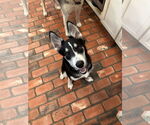 Small #7 Siberian Husky Mix