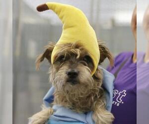 Mutt Dogs for adoption in San Antonio, TX, USA