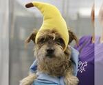 SUMO - Male Mutt Dog for Adoption - Small photo