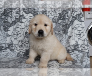 Golden Retriever Puppy for sale in SHILOH, OH, USA