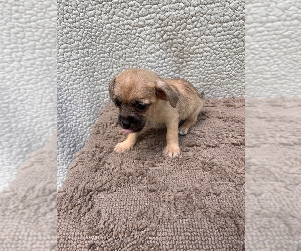 Medium Photo #6 Chiweenie-Jack Russell Terrier Mix Puppy For Sale in SAINT AUGUSTINE, FL, USA