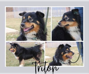 Australian Shepherd Dogs for adoption in Pierceton , IN, USA