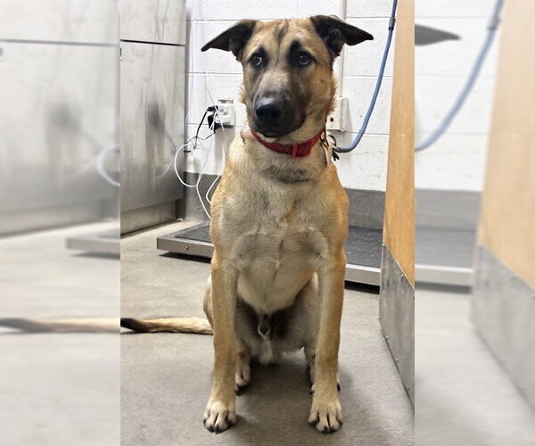 Medium Photo #1 German Shepherd Dog-Unknown Mix Puppy For Sale in Forestville, MD, USA