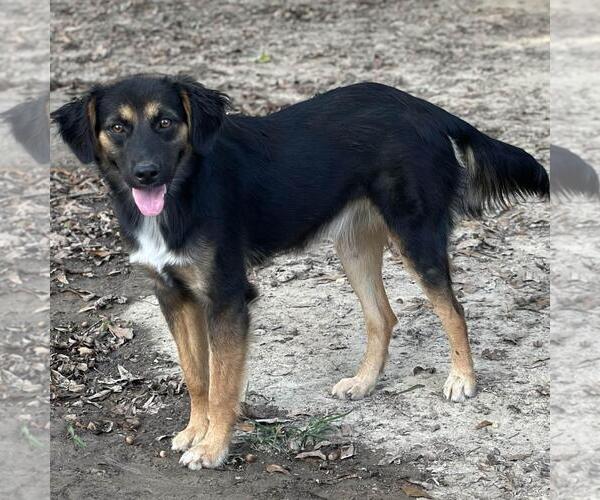 Medium Photo #4 Retriever -Unknown Mix Puppy For Sale in Yardley, PA, USA