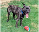 Small #1 American Pit Bull Terrier Mix