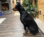 Small Photo #1 Doberman Pinscher Puppy For Sale in PERU, KS, USA