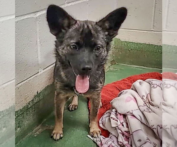 Medium Photo #5 Mutt Puppy For Sale in Huntley, IL, USA