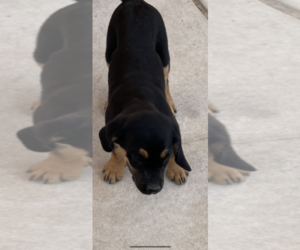 Cane Corso Puppy for sale in ALBUQUERQUE, NM, USA