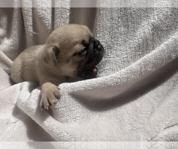 Medium Photo #1 Pug Puppy For Sale in COLORADO SPRINGS, CO, USA