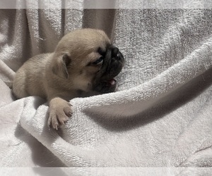Pug Puppy for sale in COLORADO SPRINGS, CO, USA