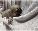 Small Pug