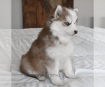 Small #2 Pomsky