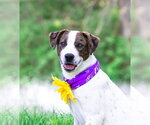 Small #2 Coonhound Mix