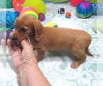 Small #6 Chiweenie