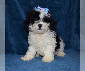 ShihPoo Puppy for sale in BARNESVILLE, KS, USA
