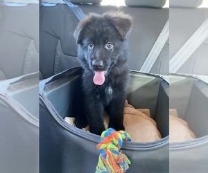 German Shepherd Dog Dogs for adoption in JACKSONVILLE, FL, USA