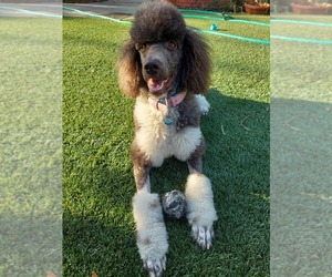 Poodle (Standard) Puppy for sale in CONCORD, CA, USA