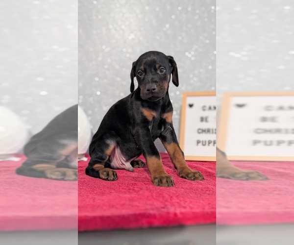 Medium Photo #11 Doberman Pinscher Puppy For Sale in GOSHEN, IN, USA