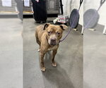 Small Mutt