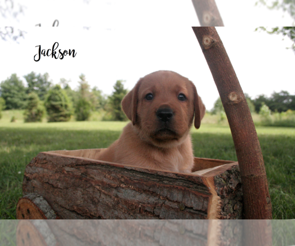 Medium Photo #1 Labrador Retriever Puppy For Sale in GREENVILLE, IN, USA