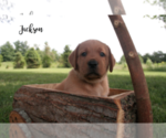 Small Photo #1 Labrador Retriever Puppy For Sale in GREENVILLE, IN, USA