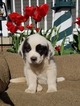 Puppy 6 Saint Bernard