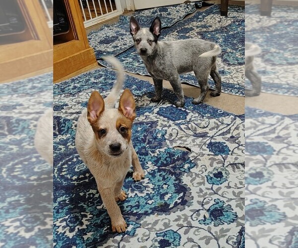 Medium Photo #9 Australian Cattle Dog Puppy For Sale in LAURENS, SC, USA