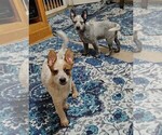 Small #8 Australian Cattle Dog