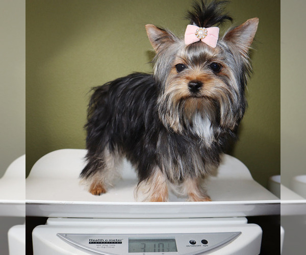 Medium Photo #5 Yorkshire Terrier Puppy For Sale in LOS ANGELES, CA, USA