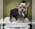 Small #4 Yorkshire Terrier