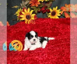 Shih Tzu Puppy for sale in THAYER, KS, USA