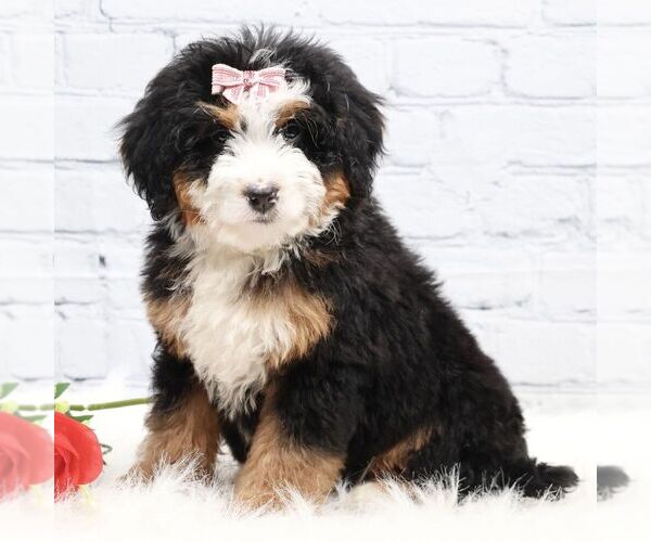 Medium Photo #1 Bernedoodle (Miniature) Puppy For Sale in LIVINGSTON, WI, USA
