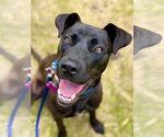 Small Labrador Retriever Mix