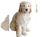 Puppy Jill Goldendoodle