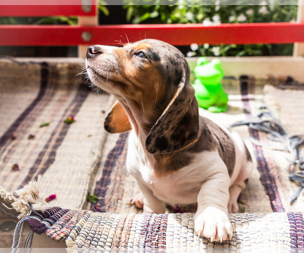 Medium Photo #8 Dachshund Puppy For Sale in WAKARUSA, IN, USA