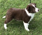 Small Photo #3 Border Collie Puppy For Sale in RICE, MN, USA