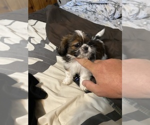 Shih Tzu Puppy for sale in HENRICO, VA, USA