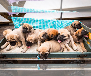 Mastiff Litter for sale in WAKARUSA, IN, USA