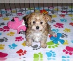 Small Photo #2 Morkie Puppy For Sale in ORO VALLEY, AZ, USA